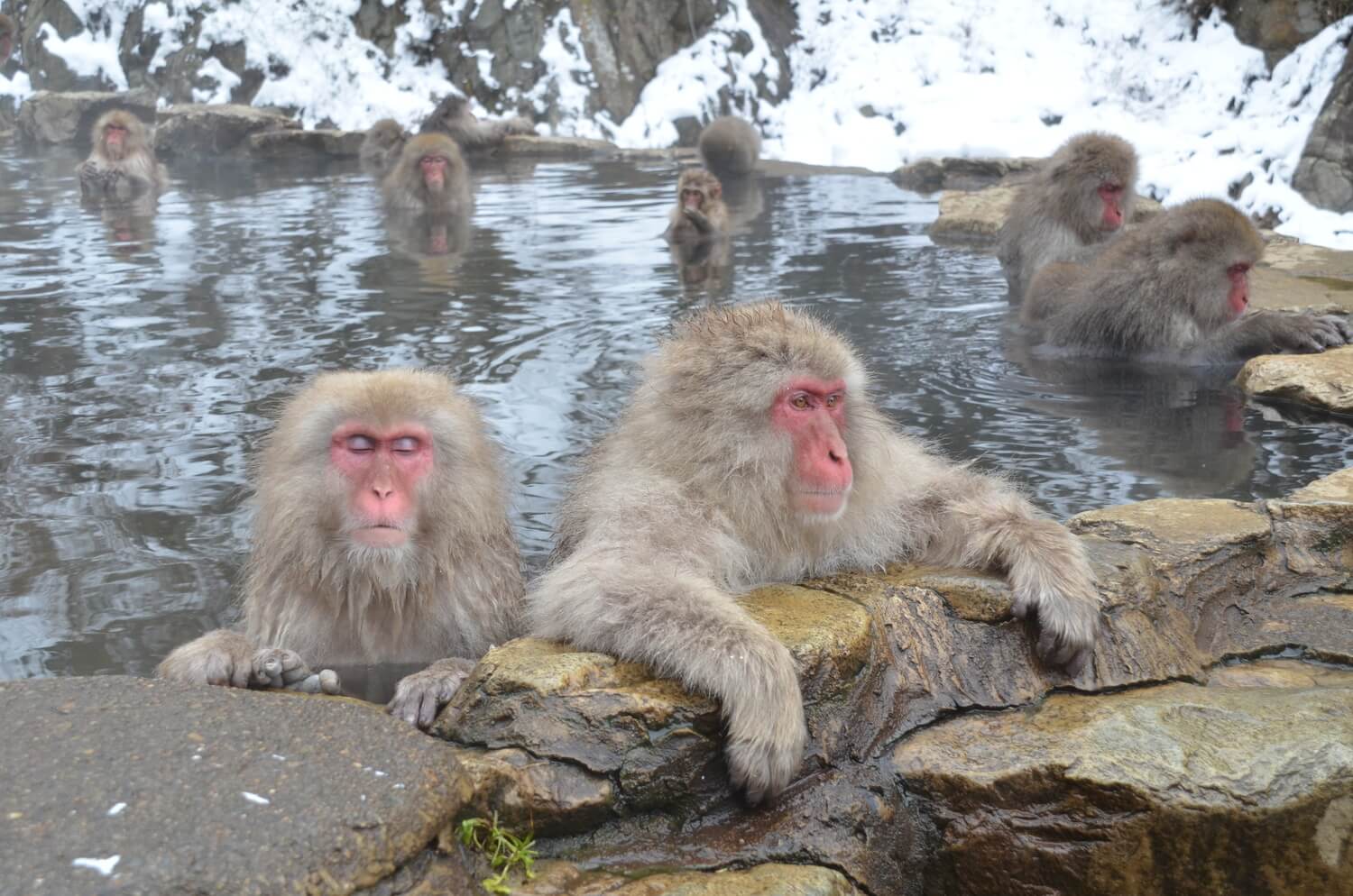 Japan's snow monkeys